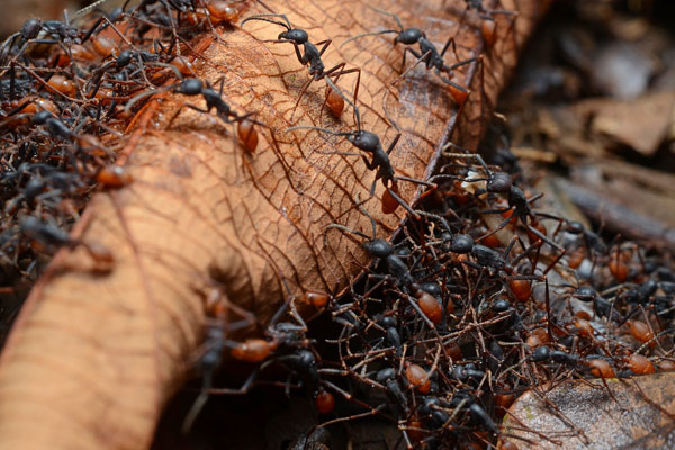 Kiến quân đội ( Army ant )