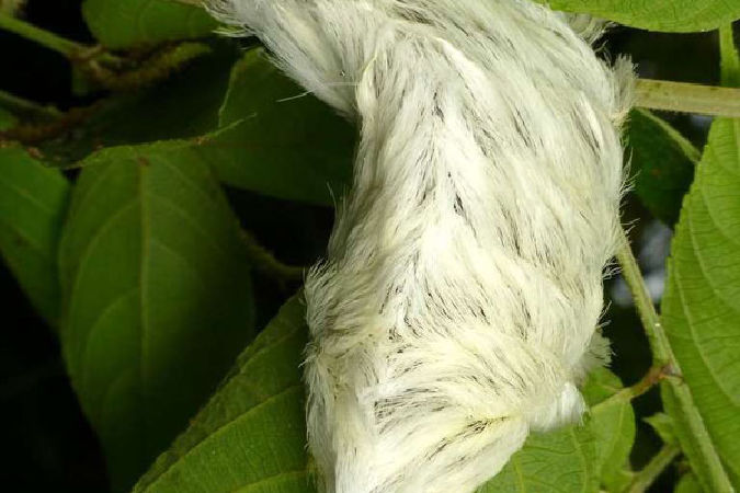Sâu bướm Puss