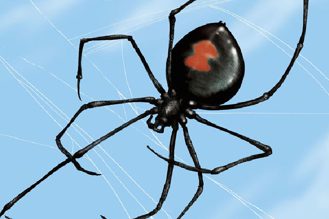 Nhện độc goá phụ đen ( Black Widow )