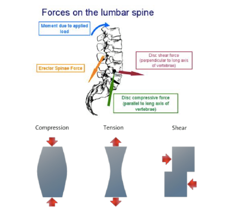 4) Tissue Stress Distribution (Phân bổ stress)