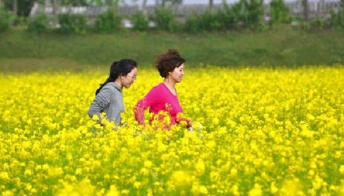 Cánh đồng hoa cải hồng lý