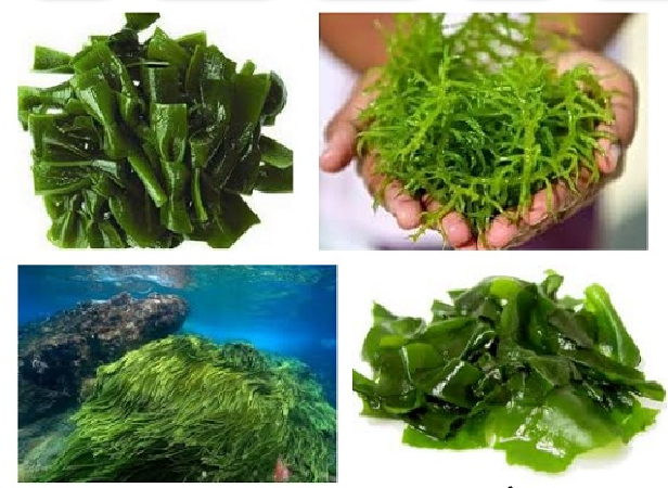 3. Tảo xoắn (Spirulina)