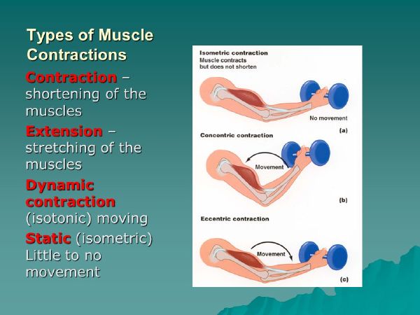 5) Dynamic Contraction (Sự co thắt cơ)