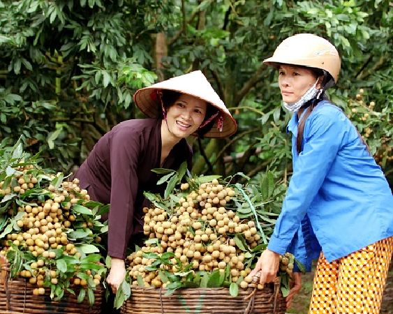 Nhãn lồng Phố Hiến