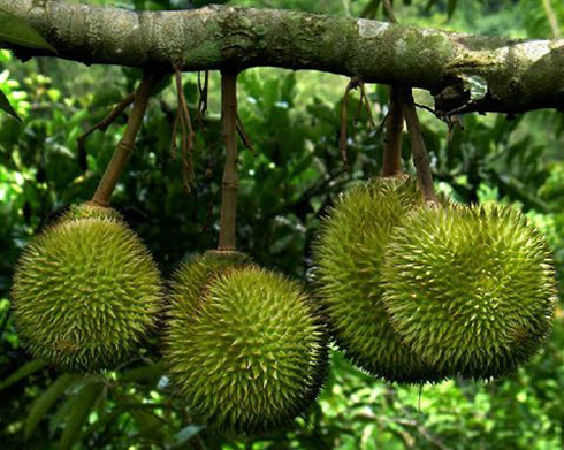 Sầu riêng Ri6