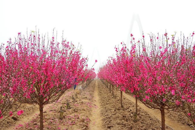 Làng hoa đào Nhật Tân