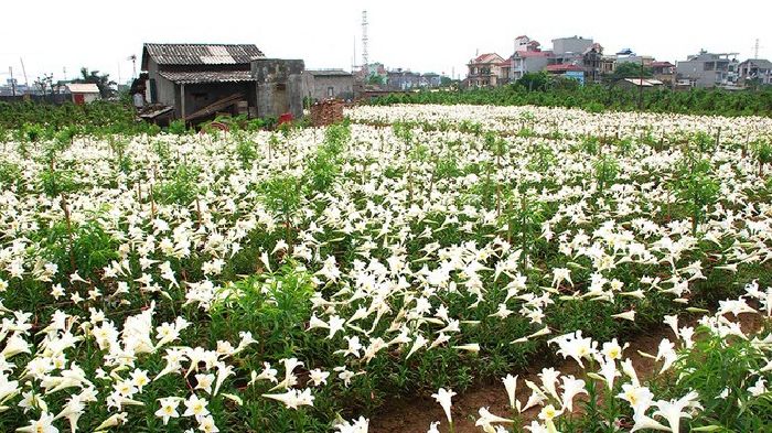 Vườn hoa loa kèn