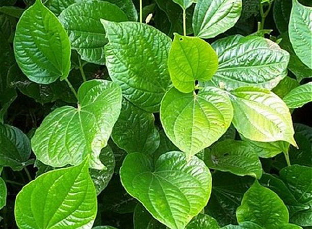 Lá lốt