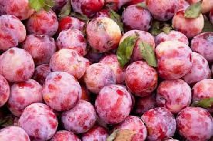 Mận tam hoa Mù cang chải