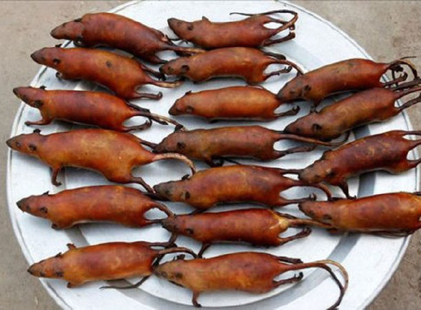 Thịt chuột đồng