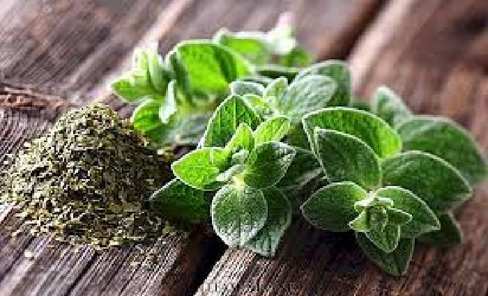 Oregano