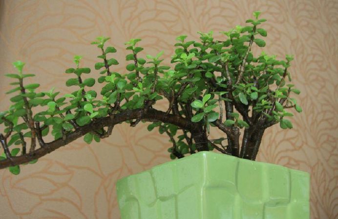 Kim Chi Ngọc Diệp