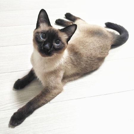 Mèo Xiêm