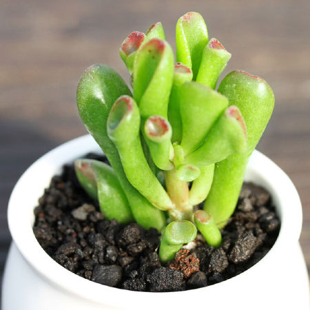 Crassula oblique 'Gollum'