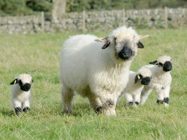 Cừu mũi đen Valais