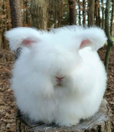 Thỏ Angora