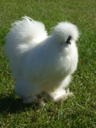Gà Silkie