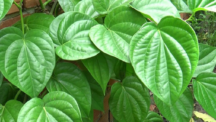 Lá trầu tươi