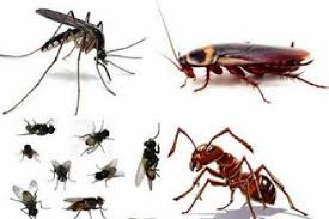 Xua đuổi muỗi và kiến
