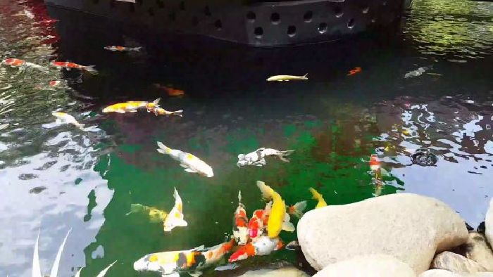Fish Garden – Coffee & More