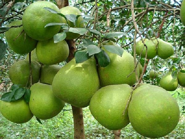 Bưởi năm roi