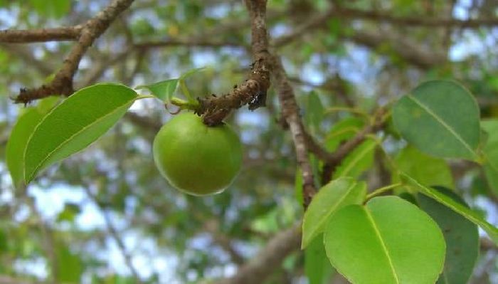 Loại cây nguy hiểm nhất thế giới