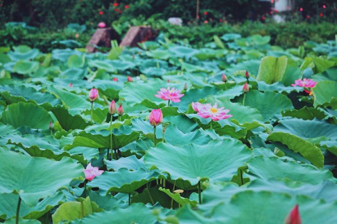 Hồ sen Đồng Tháp