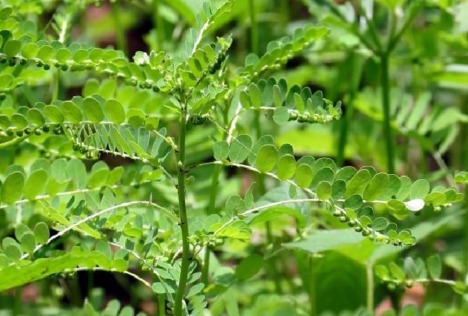 Lá cây diệp hạ châu