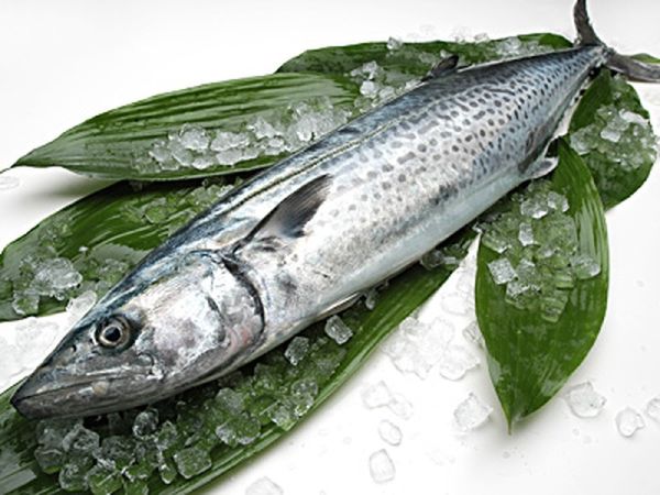 Spanish mackerels