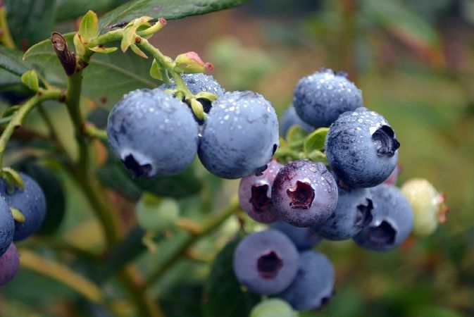 Blueberry
