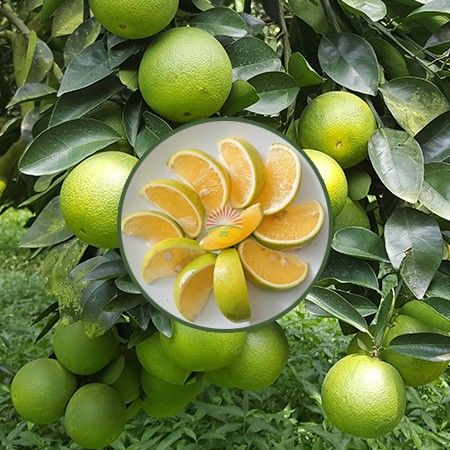 Cam Xoàn Lai Vung Đồng Tháp