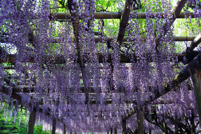Chùa Byodoin