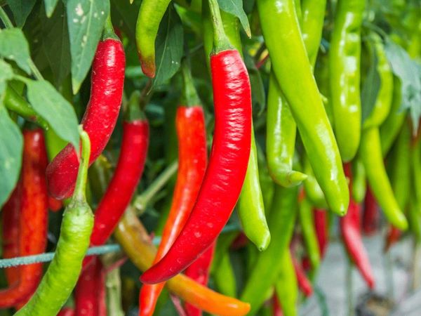Red chilli