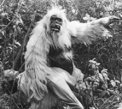 Pongo