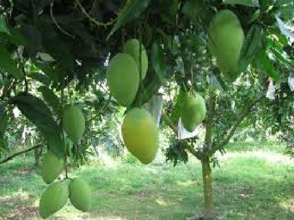 Xoài tứ quý Cần Thơ