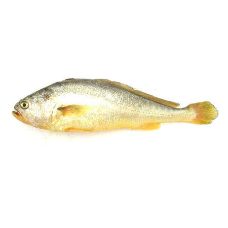 Yellow croaker