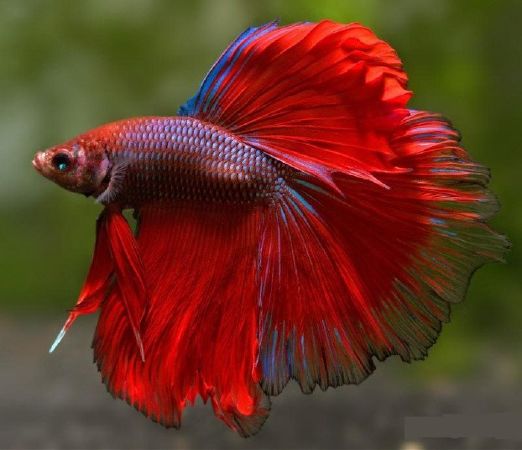 2. Cá chọi Betta thỏa mãn thú vui giải trí