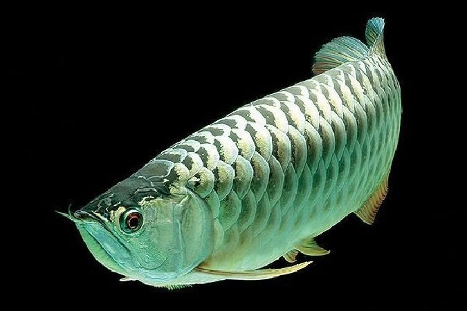 8. Cá rồng platium – loài cá cảnh đắt nhất thế giới