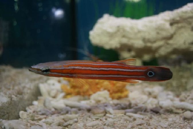 7. Cá Perch đầu dẹt Australia – 5.000 USD