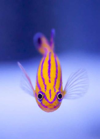 5. Cá Golden Basslet – 8.000 USD