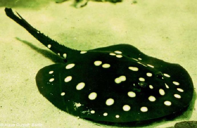 2. Cá đuối nước ngọt Polka Dot – 100.000 USD