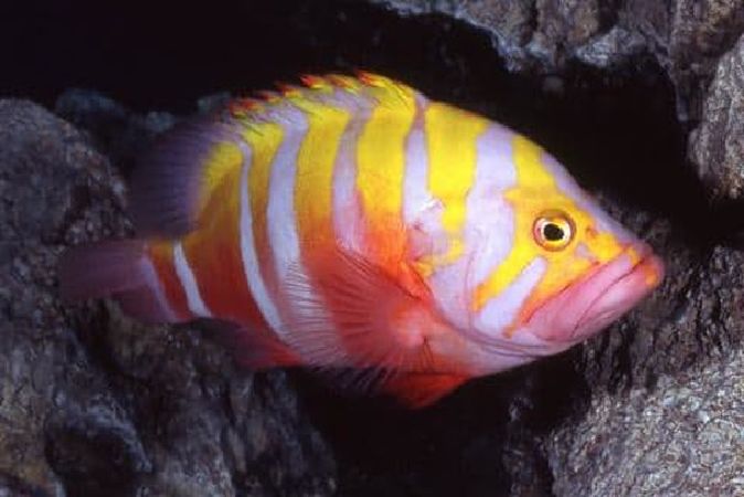 6. Cá Neptune Grouper – 6.000 USD