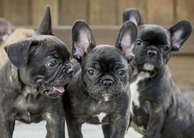 2. Chó Bull Pháp (French Bulldog)