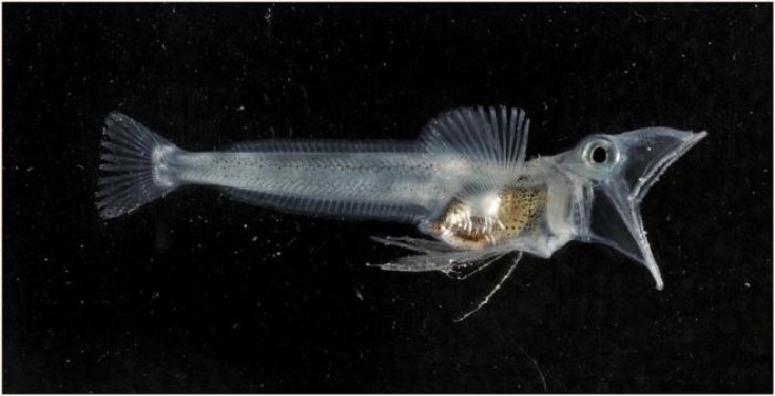 Cá sấu băng Crocodile Icefish