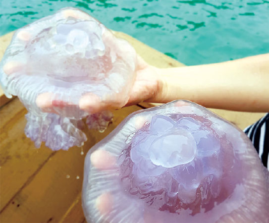 Chú sứa trong vắt