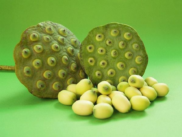 Hoa sen có lợi cho phụ nữ mang thai