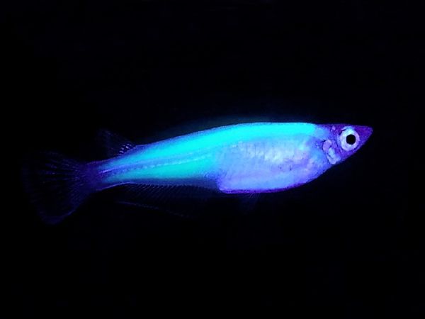 Sự trong suốt nhân tạo