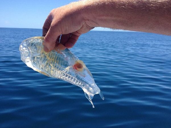 Salp