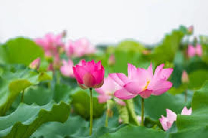 Sen rất tốt cho điều chỉnh lượng đường trong máu