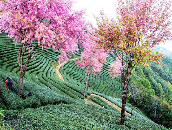 Vân Nam